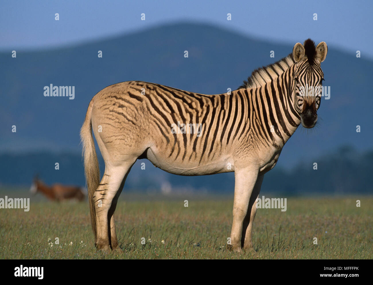 QUAGGA PROJECT - pianure Zebra con lo striping debole sulle zampe posteriori usati in Quagga ri-progetto di allevamento privato Elandsberg riserva nazionale, Sud Africa Foto Stock