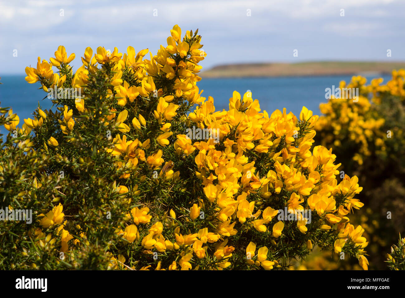 Fiori di colore giallo su un comune whin bush o gorse visualizzando la loro piena primavera gloria nella contea di Down Irlanda del Nord. Questi pesantemente thorned boccole sono un c Foto Stock