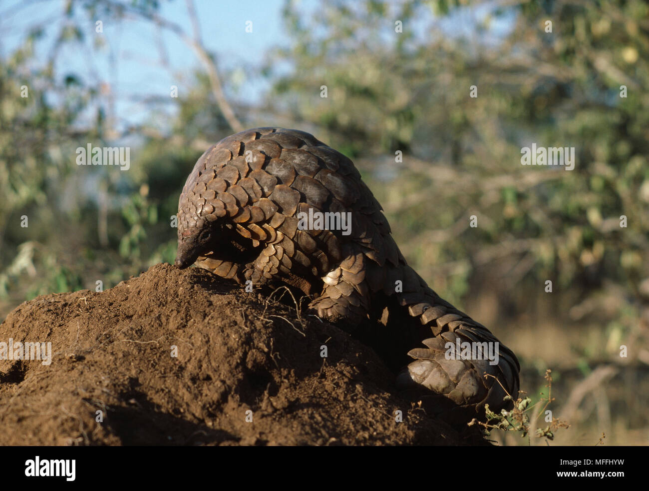 CAPE PANGOLIN o squamosa ANTEATER Manis temminckii rovistando per formiche e termiti Kruger Natl Park, Sud Africa Foto Stock