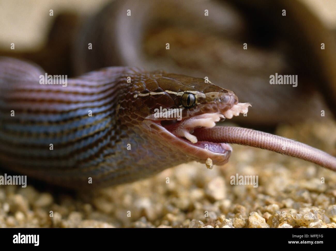 Casa MARRONE SNAKE Lamprophis fuliginosus mangiare Multimammate mouse Sud Africa Foto Stock