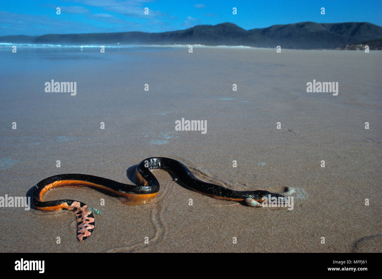 A becco giallo mare serpente Pelamis platurus sulla spiaggia, Sud Africa Foto Stock