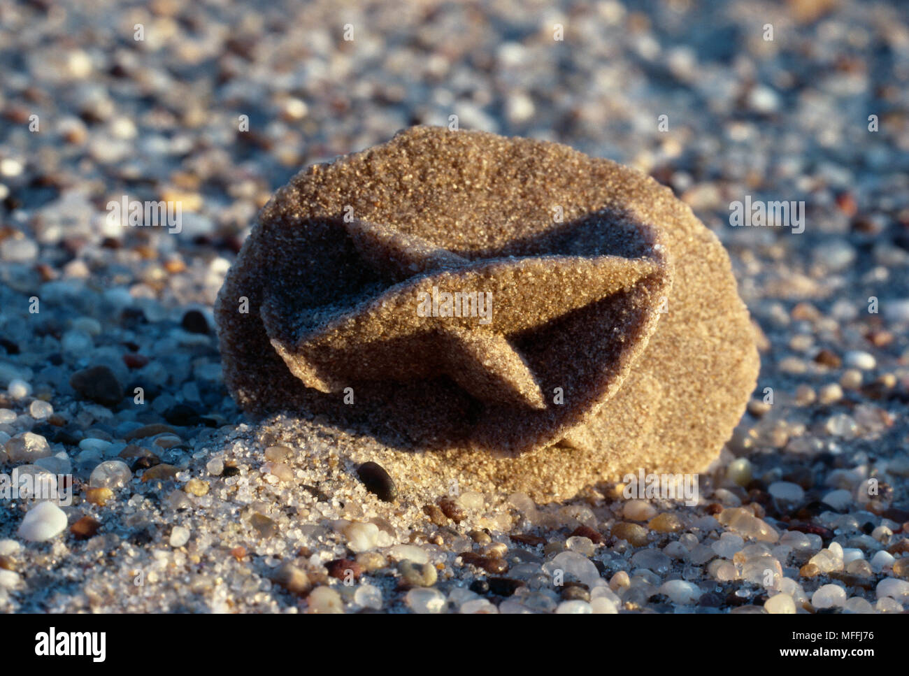 Il solfato di calcio o gesso localmente chiamato rosa del deserto del Namib Desert, Namibia Foto Stock