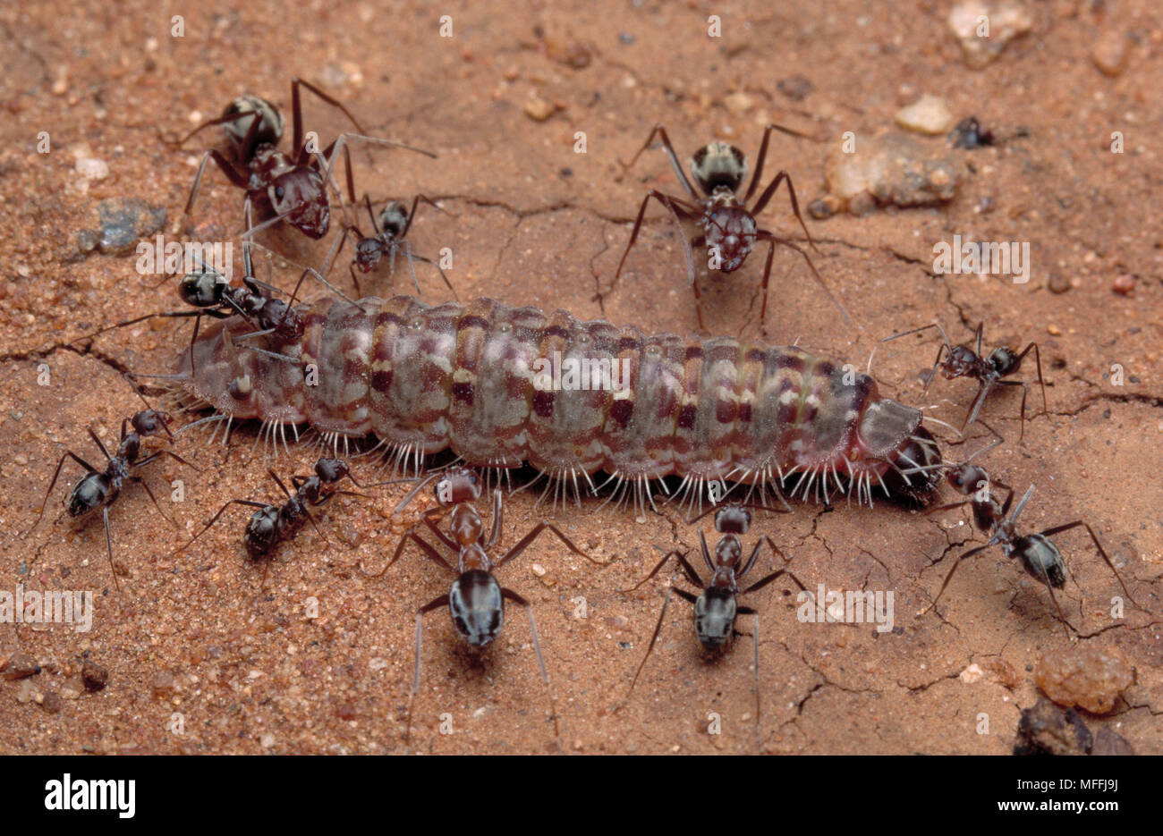 Combattivo formiche Anoplolepis custodiens formiche tende e salvaguardare la larva di lycaenid butterfly, melata di ricezione. Sud Africa Foto Stock