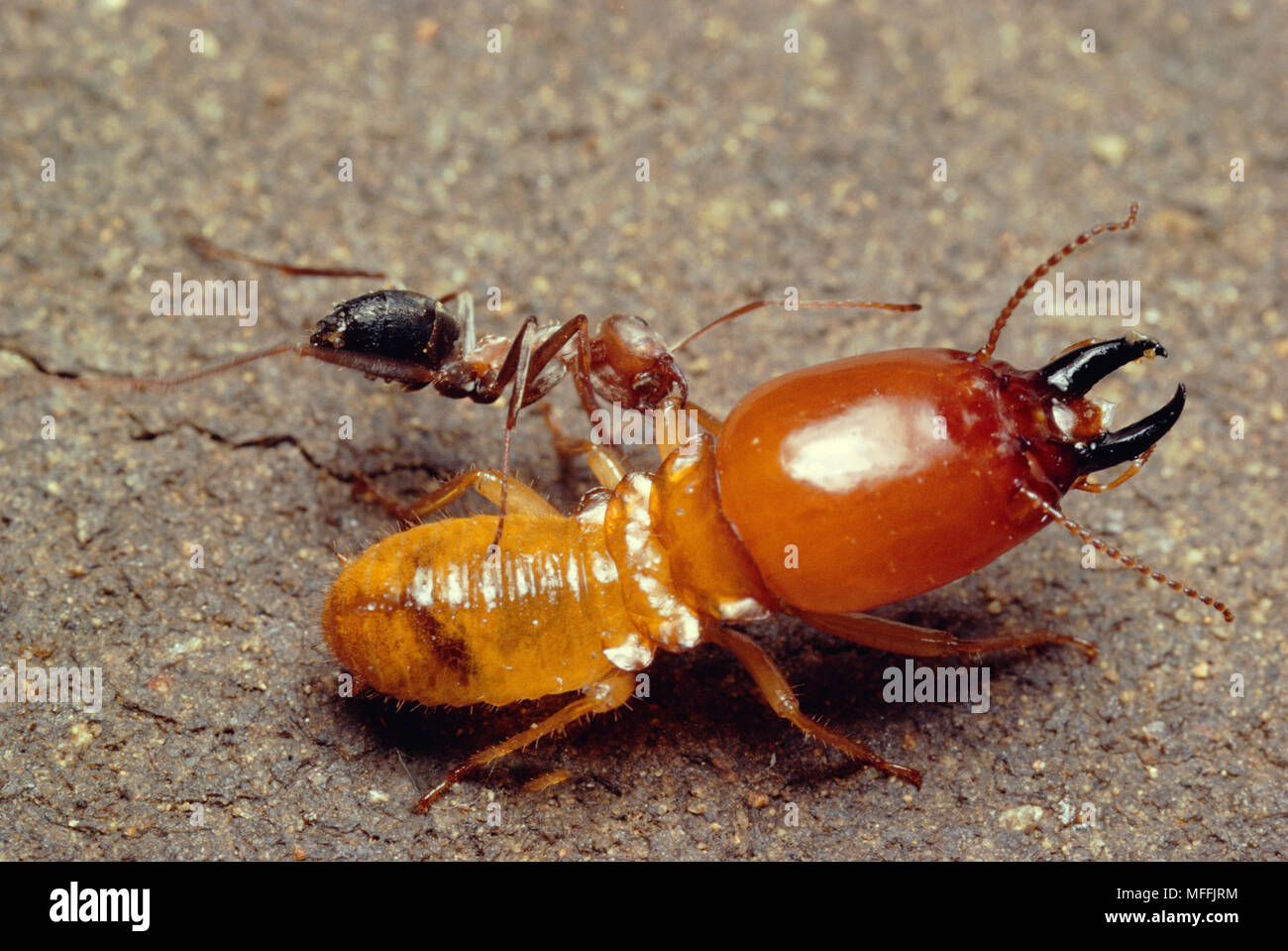 Combattivo ANT Anoplolepis custodie attaccando Termite soldato Macrotermes bellicosus Sud Africa Foto Stock