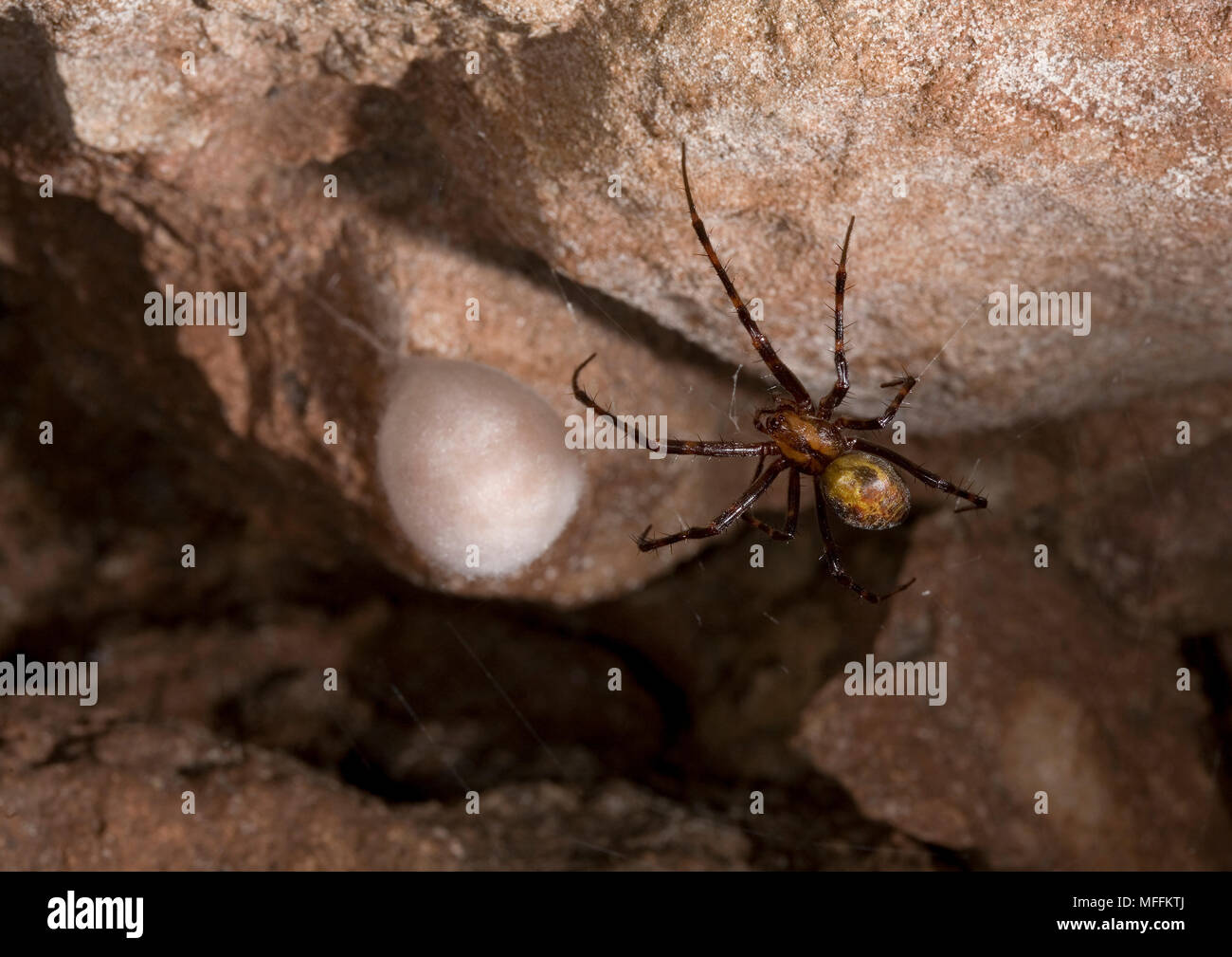 Grotta SPIDER (Meta menardi) femmina con uova-sac, Sussex, Regno Unito. TERTRAGNATHIDAE Foto Stock