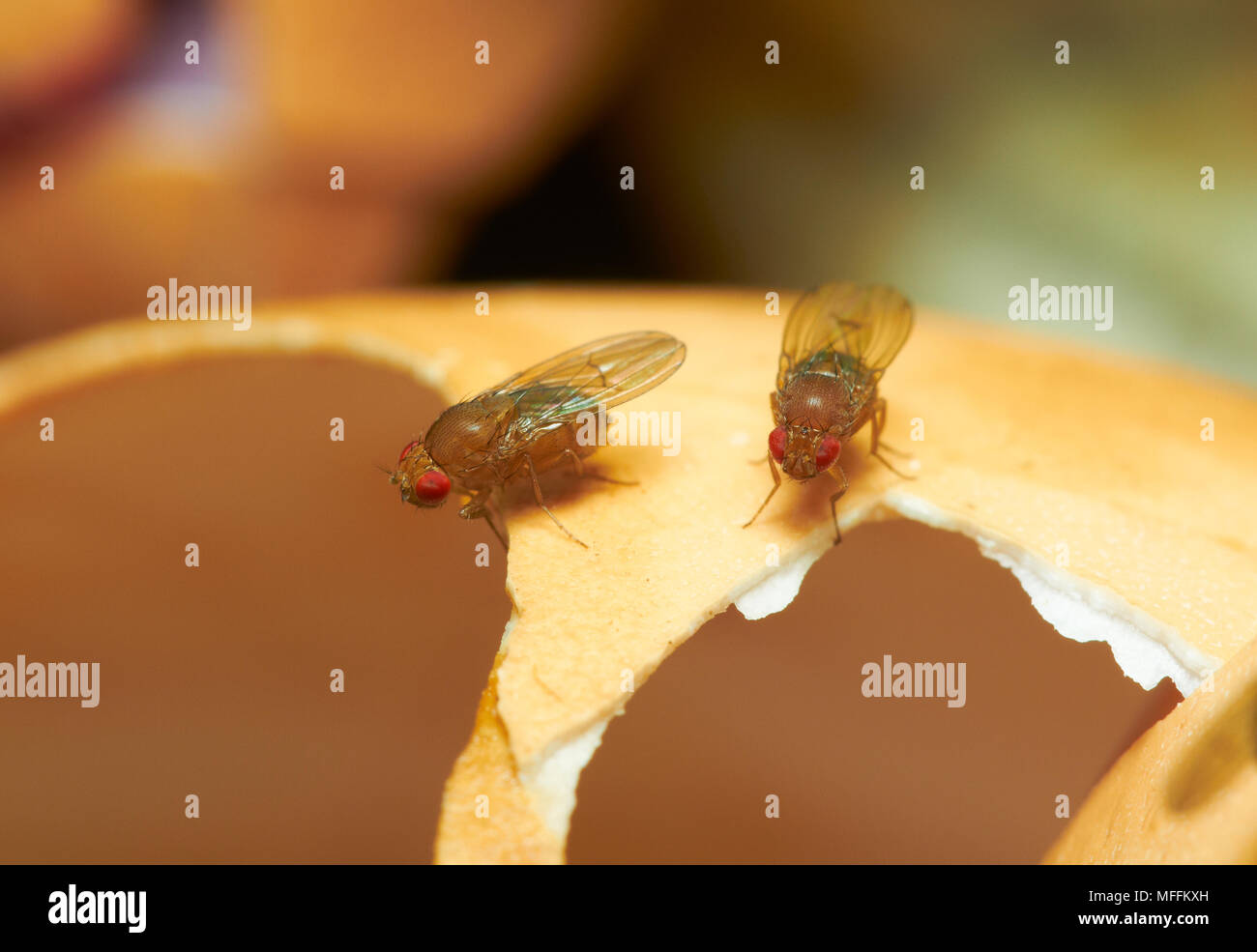 Frutta-vola (Drosophila melanogaster) su egg-shell Foto Stock