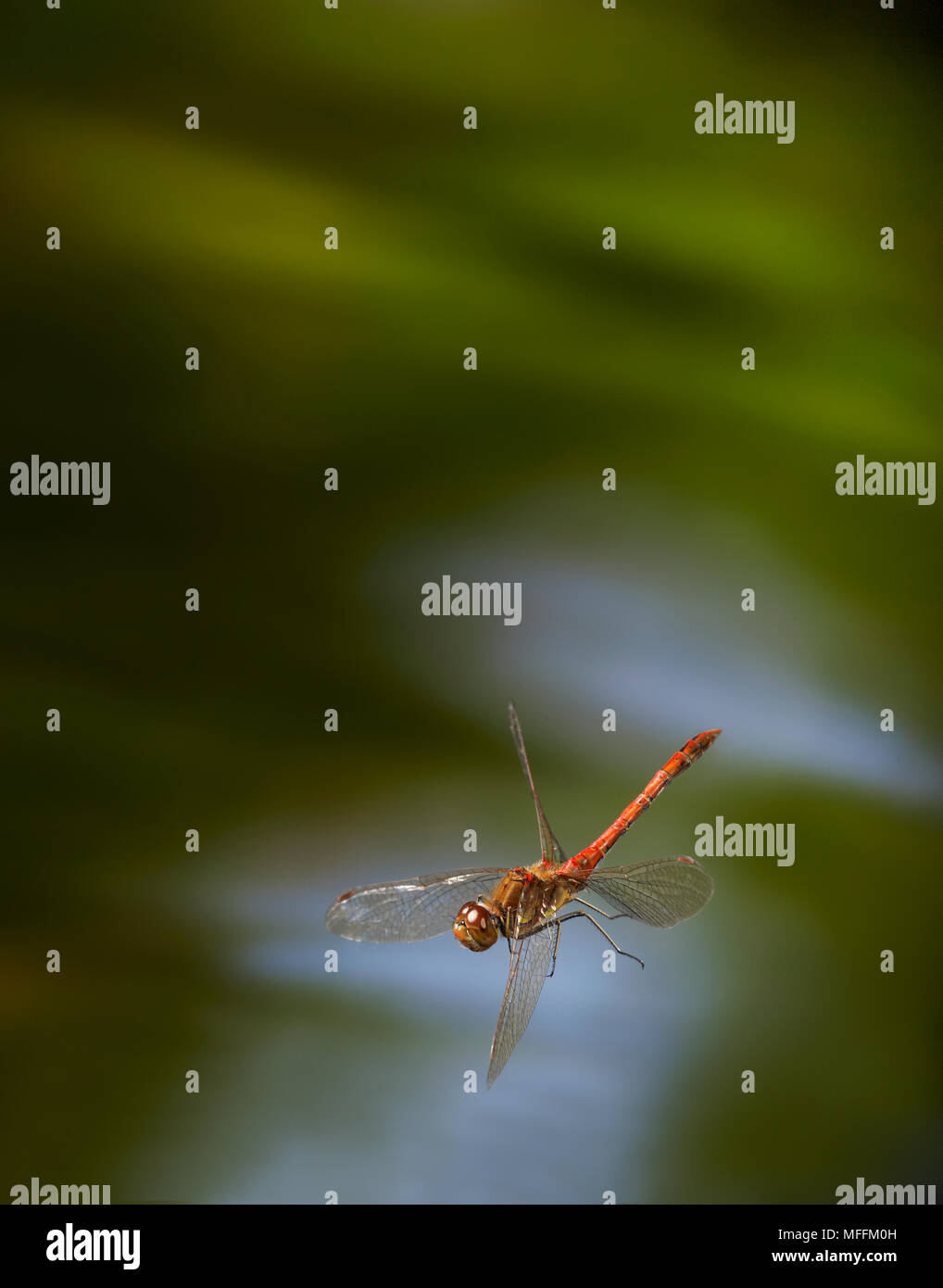 COMMON DARTER (Sympetrum striolatum) in volo sopra il laghetto. Una politica europea comune in materia di darter dragonfly, Sussex, Regno Unito. *Tassi più elevati applicare* Foto Stock