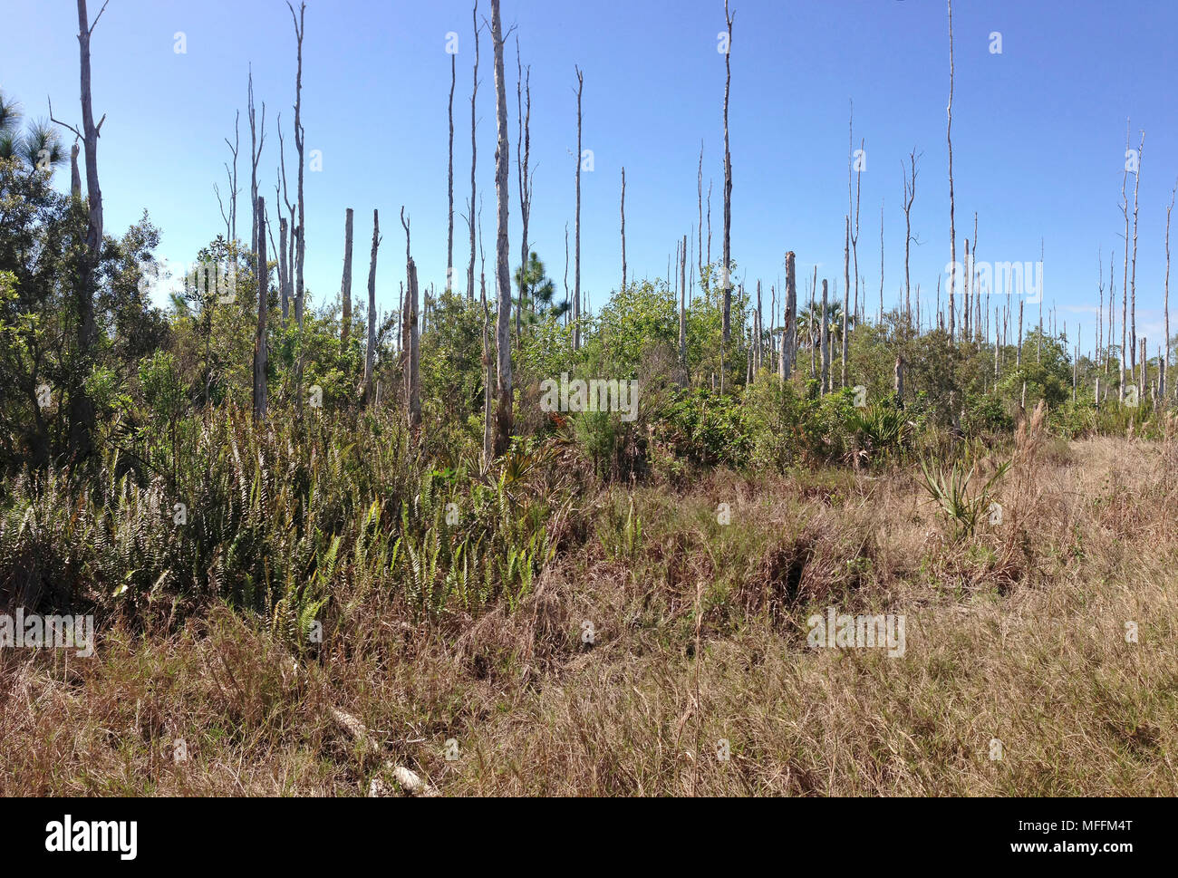 MELALEUCA alberi (Melaleuca quinquenervia) morti rimane dal programma per rimuovere questo non nativo specie invasive, Estero Bay preservare, Florida, Stati Uniti d'America. Foto Stock