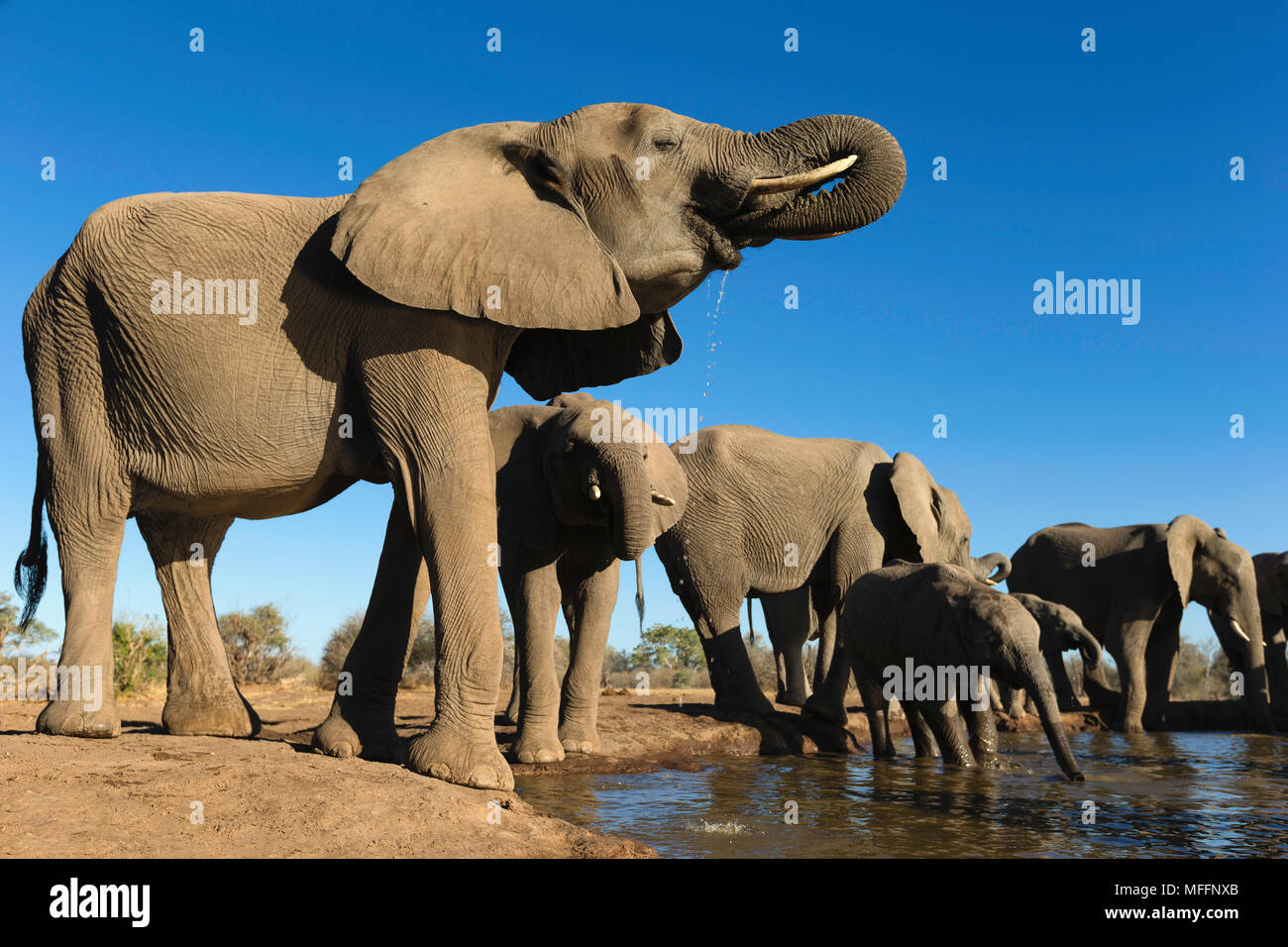 Elefante africano (Loxodonta africana) piccolo gruppo di elefanti di bere a waterhole in Riserva di Mashatu. Il Botswana Foto Stock