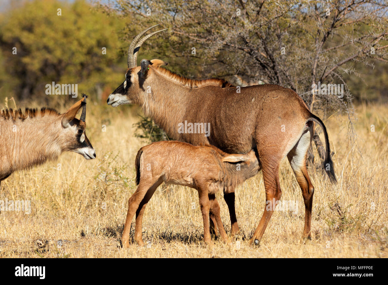 Stefano antilope (Hippotragus equinus).femmina e vitello.Sud Africa Foto Stock