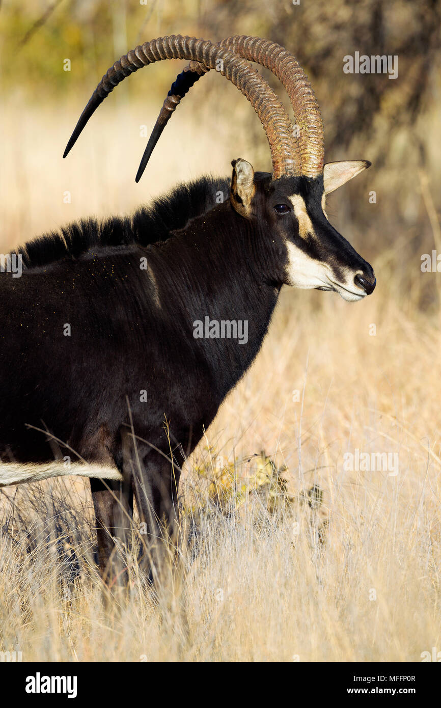 Ritratto di Sable Antelope (Hippotragus niger).Sud Africa Foto Stock