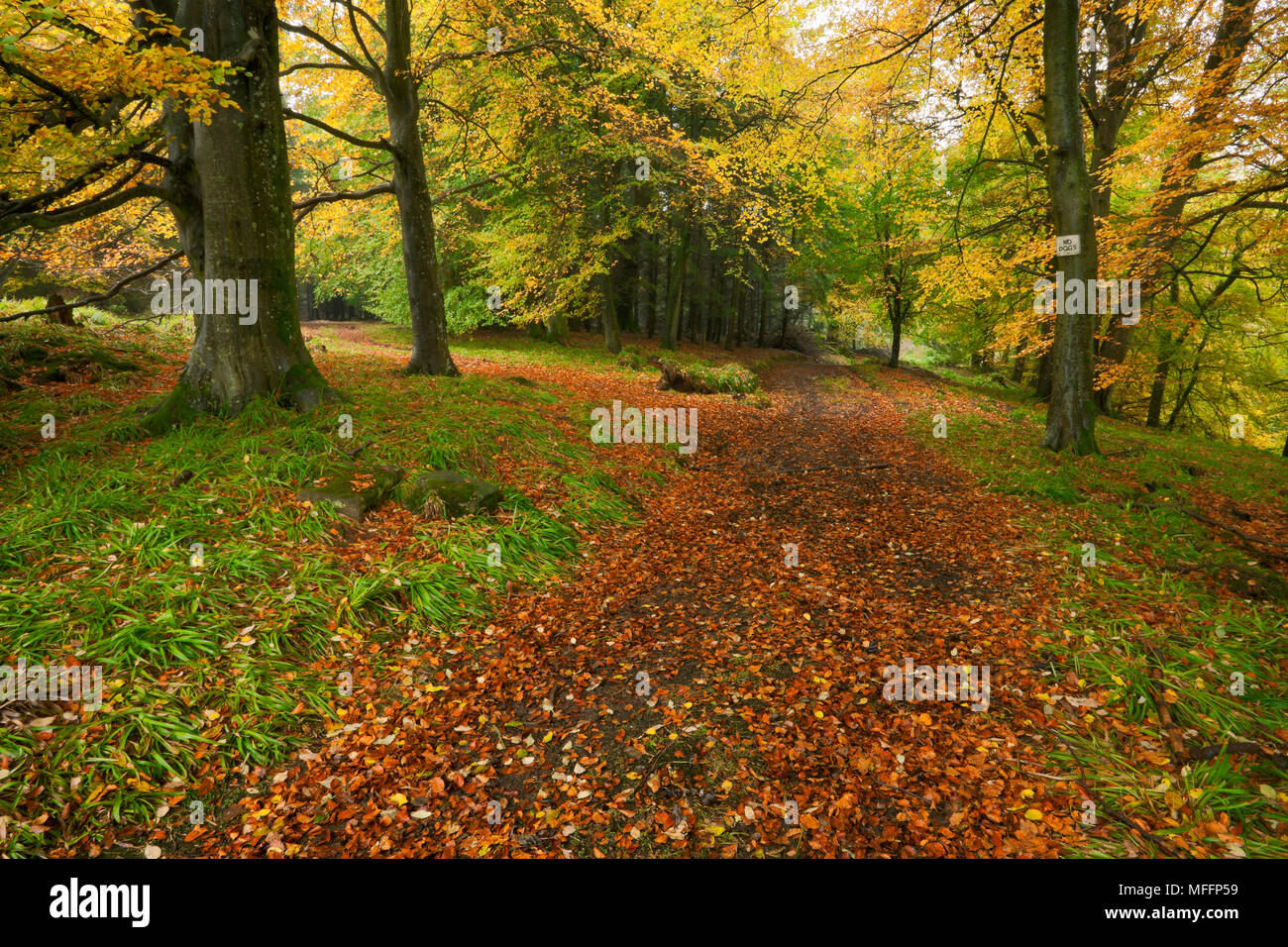 Collezione autunno alberi colorati.Scozia Scotland Foto Stock