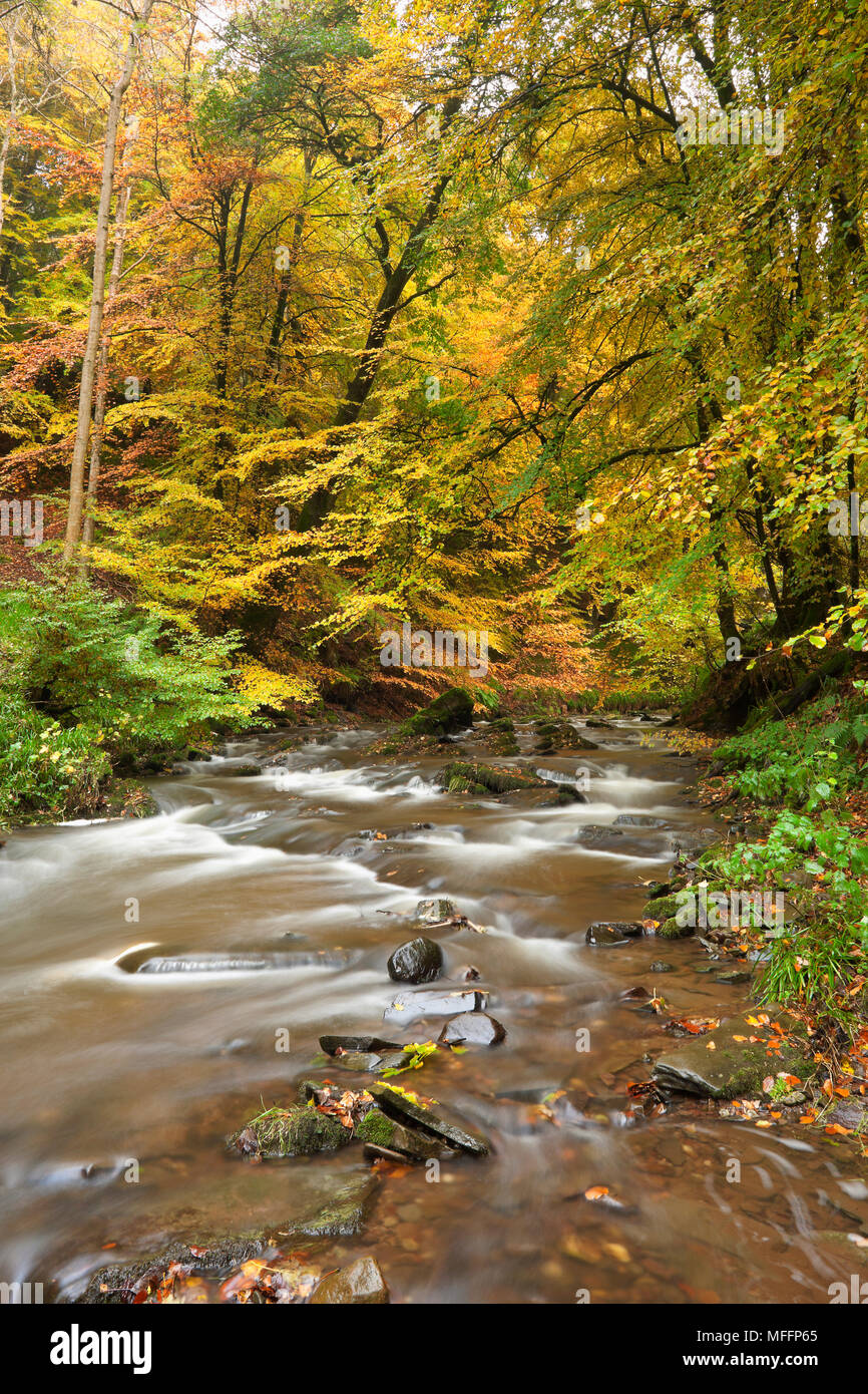 Foglie di autunno coprire gli alberi lungo un ruscello in Scozia. Foto Stock