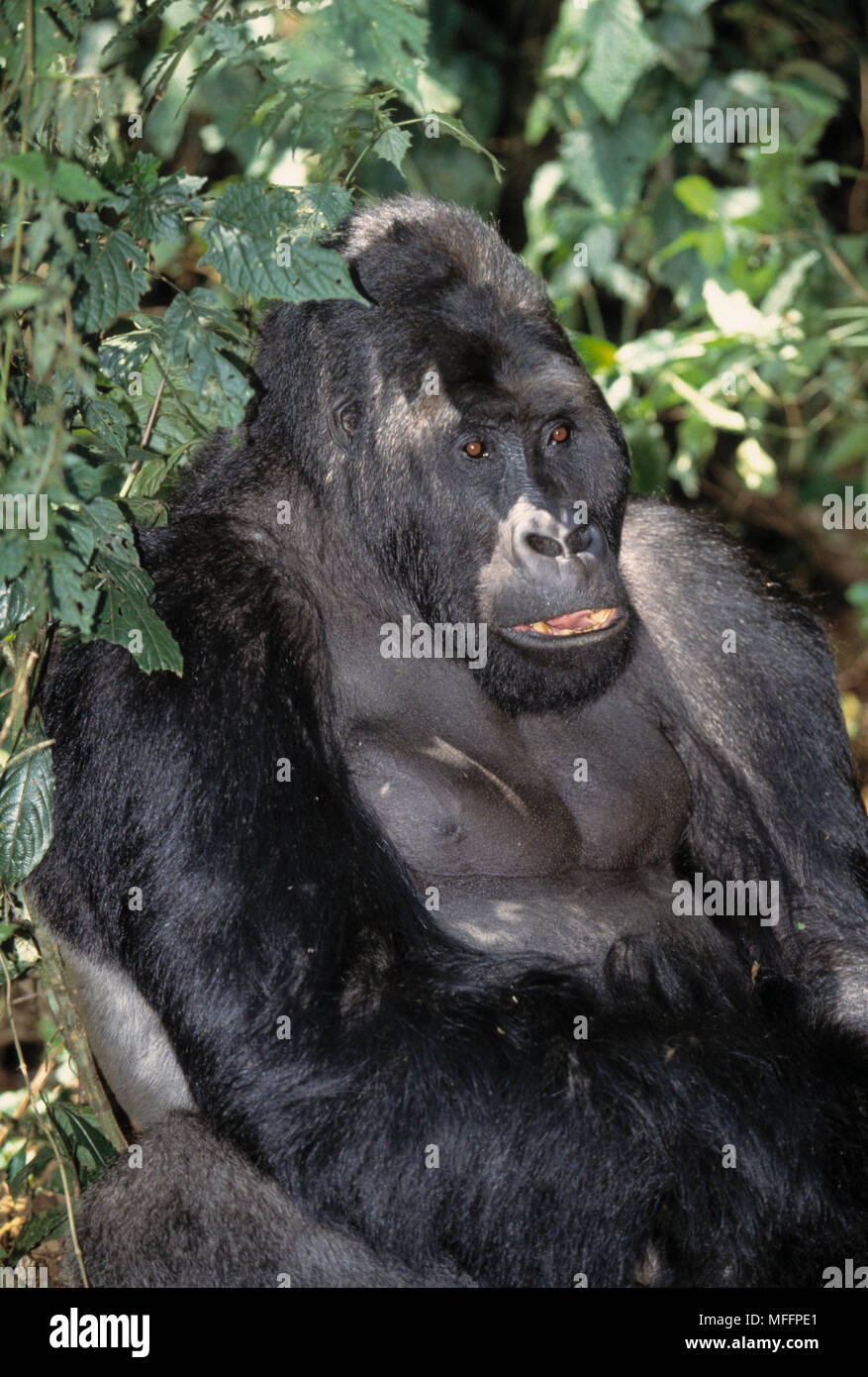 Est della pianura gorilla gorilla beringei graueri Parc National du Kahuzi-Biega, Repubblica Democratica del Congo. Foto Stock