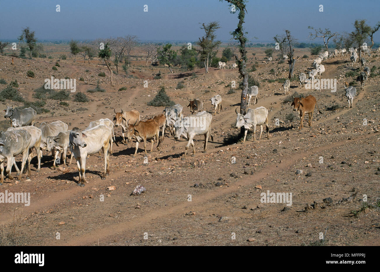 Il pascolo intensivo da bestiame bovino Parco nazionale di Ranthambore zona di buffer, India Foto Stock