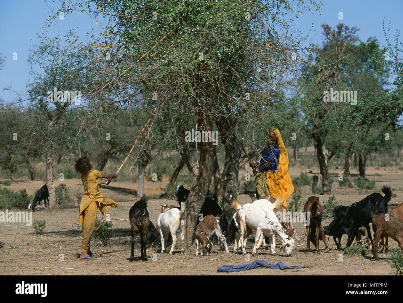 Le donne battendo la struttura ad albero per rimuovere le foglie per alimentare le capre nella zona overgrazed nel Parco nazionale di Ranthambore zona di buffer, India Foto Stock