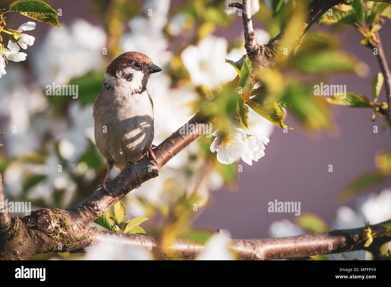 Foto orizzontale di unico passero maschio. Uccello è arroccato su un ramoscello di ciliegio. Altri rami sono pieni di foglie fresche e fioriture bianche. Animale Foto Stock