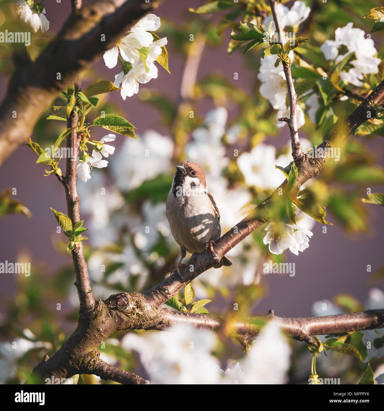 Foto Piazza del maschio singolo sparrow. Uccello è arroccato su un ramoscello di ciliegio. Altri rami sono pieni di foglie fresche e fioriture bianche. Animale ha Foto Stock