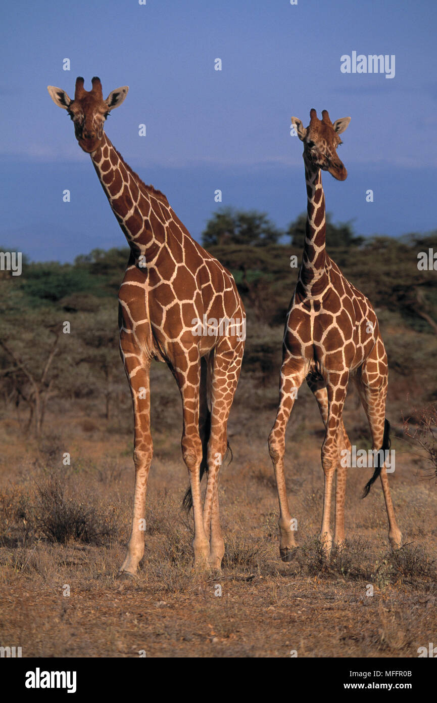 Traliccio giraffe Giraffa camelopardalis reticulata Samburu riserva nazionale, Kenya Foto Stock