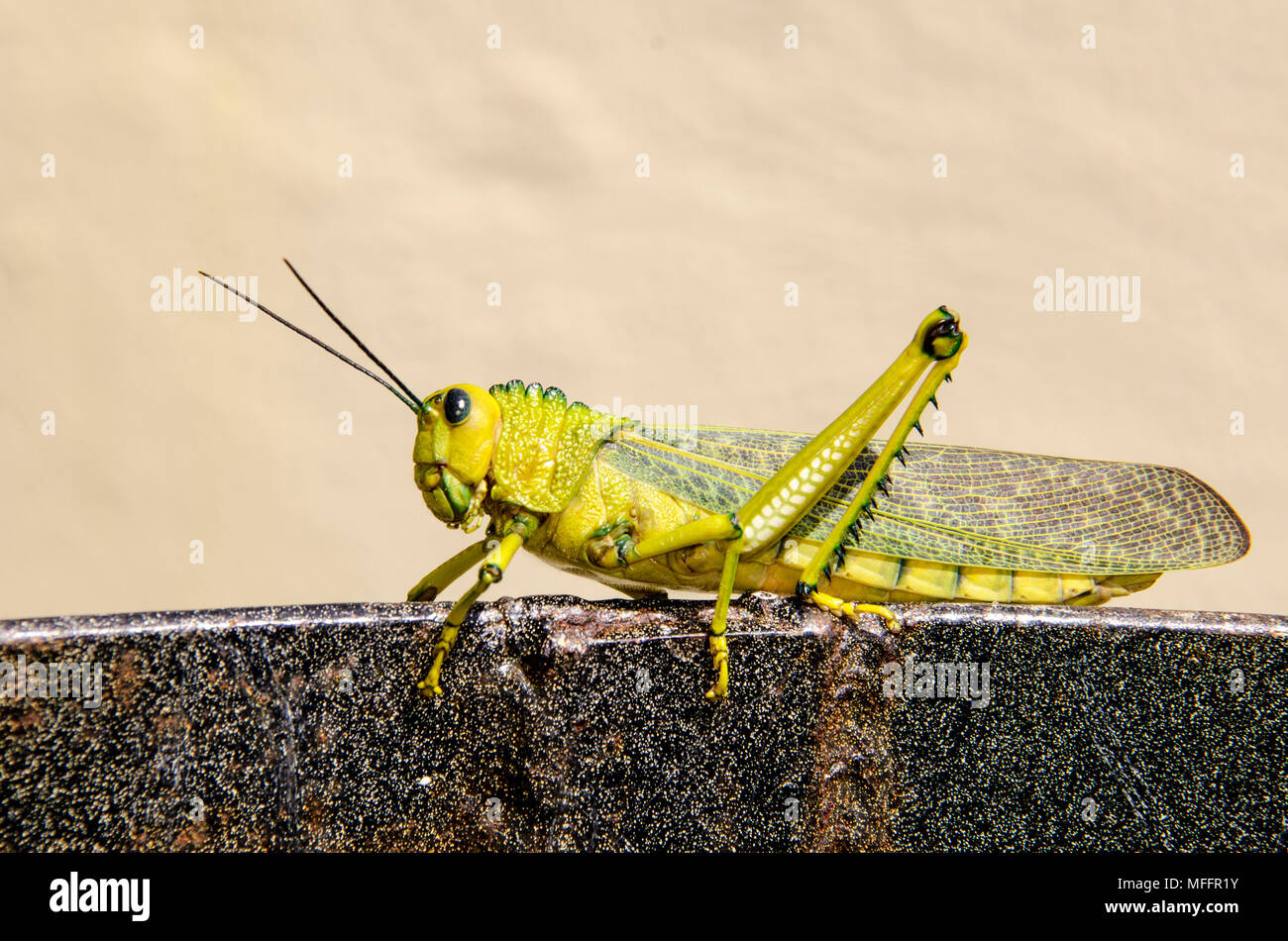 Sei Zampe insetto acrididae chiudere fino a terra Foto Stock
