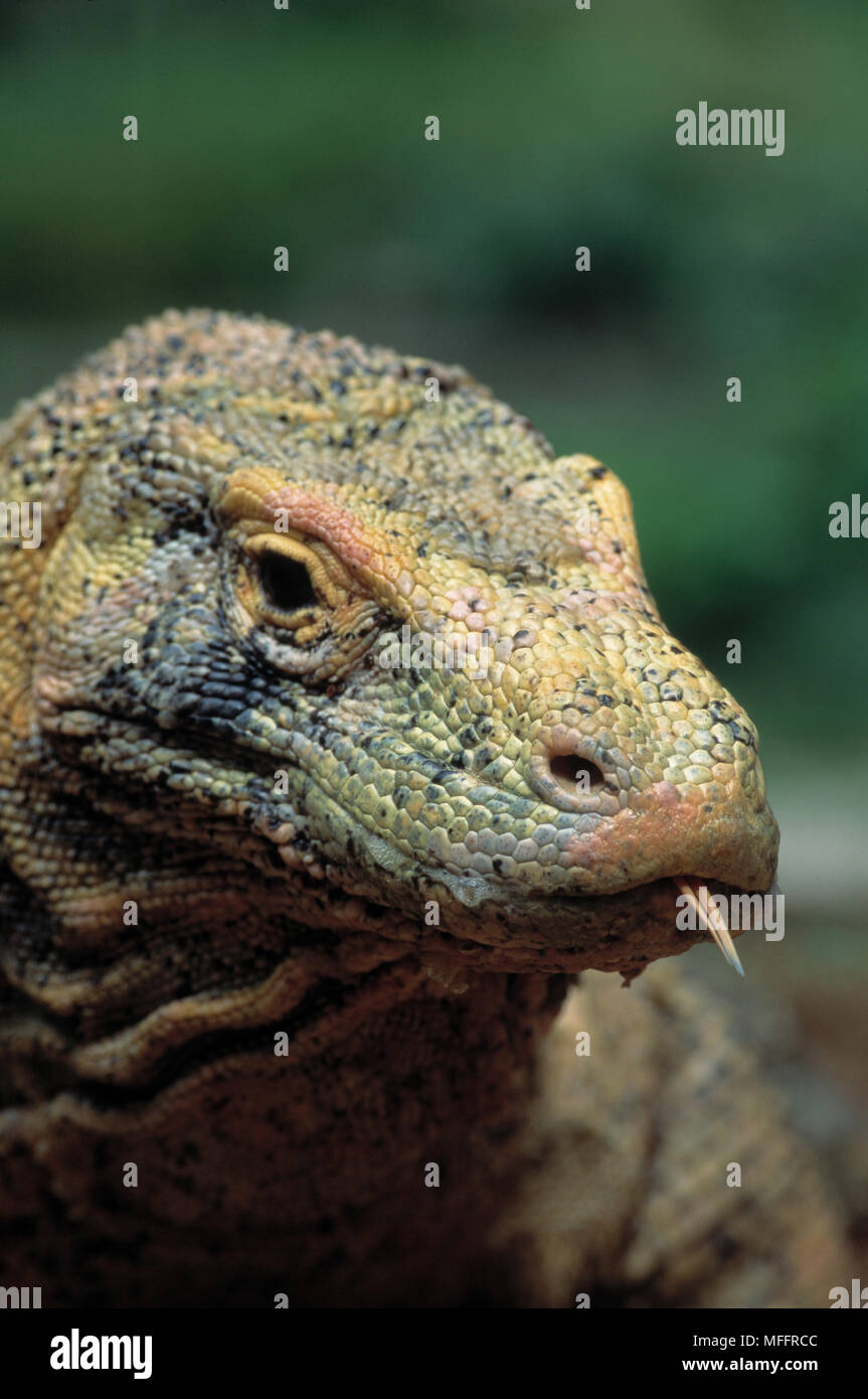 KOMODO DRAGON head dettaglio Varanus komodoensis specie contenenti più grande del mondo di lucertole, fino a 3m di lunghezza Foto Stock