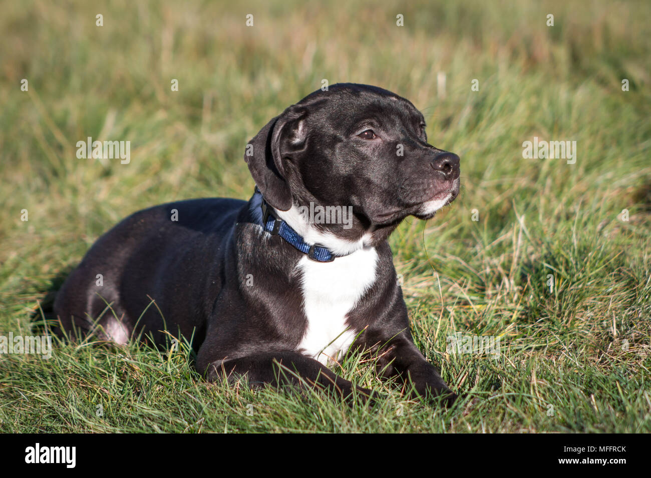 Black American Pit Bull Terrier cucciolo sdraiato su un prato Foto Stock