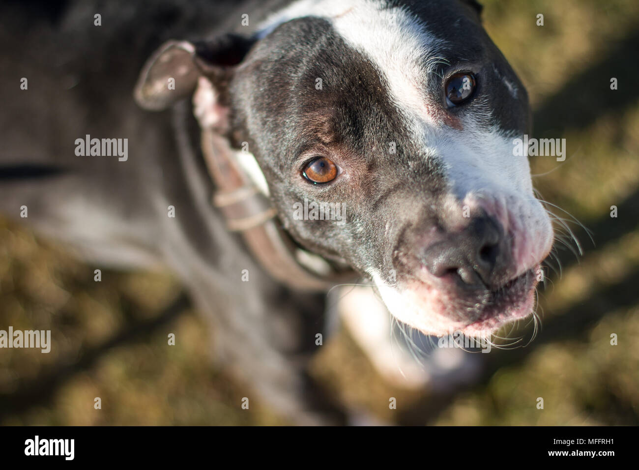 In bianco e nero l'American Pit Bull Terrier Foto Stock