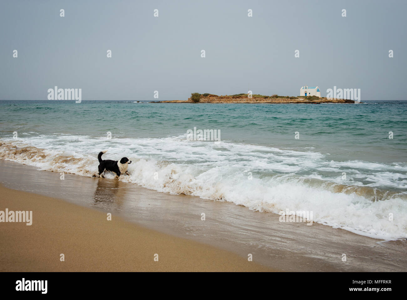 Cane diverte su Malia Beach a Creta, l'isola della Grecia Foto Stock
