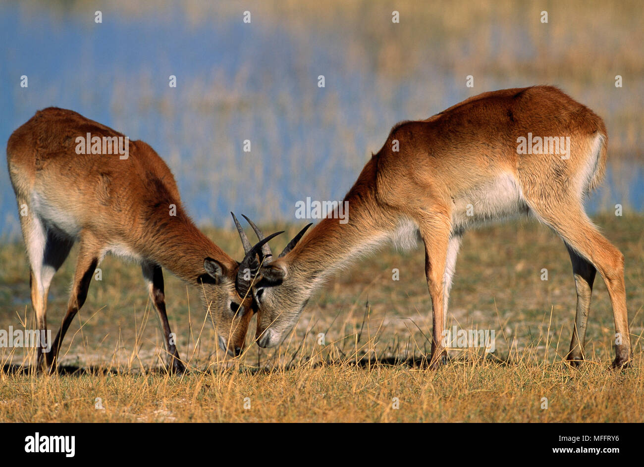 RED LECHWE Kobus leche giovani maschi il combattimento. Okavango Delta, il Botswana. Foto Stock