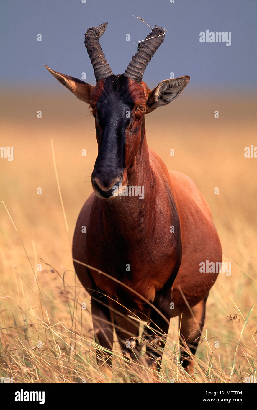 TOPI maschi korrigum Damaliscus dell Africa sub-sahariana. Foto Stock