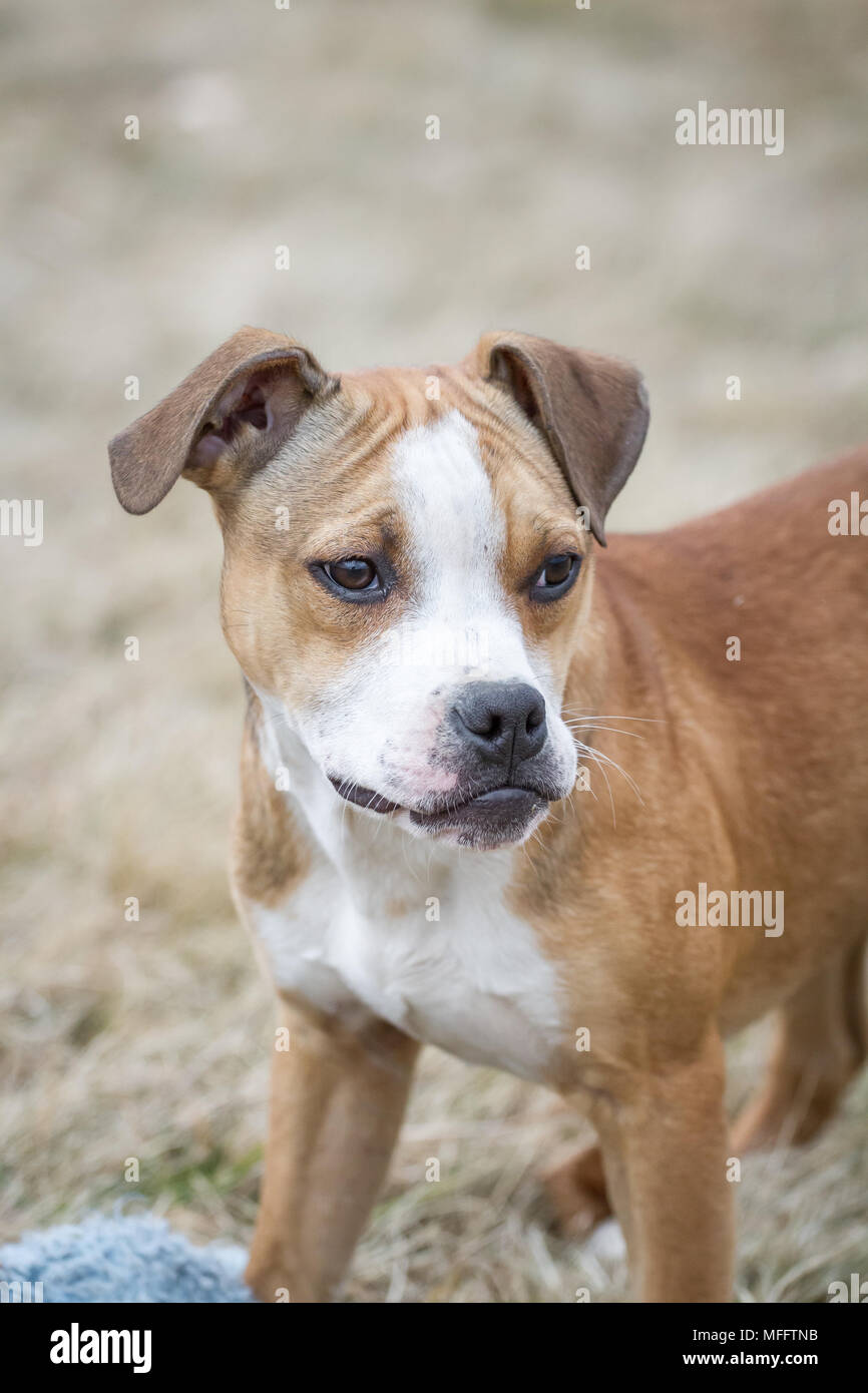 Cucciolo tipo Bulldog Foto Stock