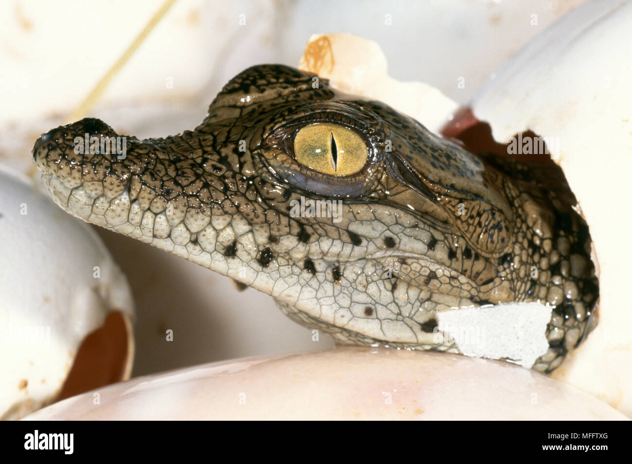 Coccodrillo DEL NILO cova Crocodylus niloticus con ausilio di "Uovo dente", dopo il periodo di gestazione di 90-100 giorni. Foto Stock