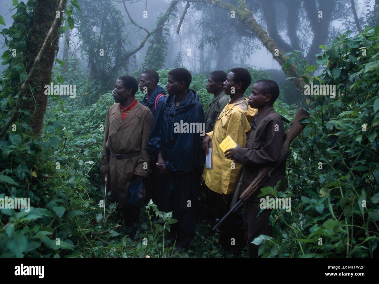 Guide del Parco guardando i gorilla di montagna durante il monitoraggio della popolazione programma. Il Parco nazionale di Virunga, Repubblica Democratica del Congo. Foto Stock