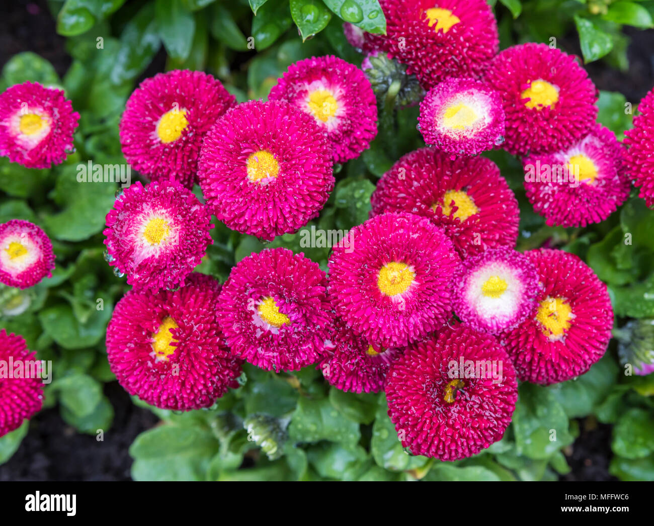 Bellis perennis 'Tasso series' rosa e gialle margherite inglese cresce in primavera nel Regno Unito. Vista dall'alto in basso. Molla colorate margherite. Foto Stock