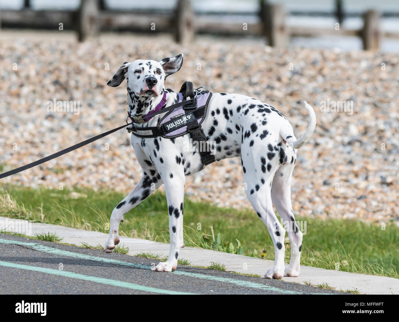 Grande nero e bianco macchiato il cane dalmata in piedi nel Regno Unito. Foto Stock