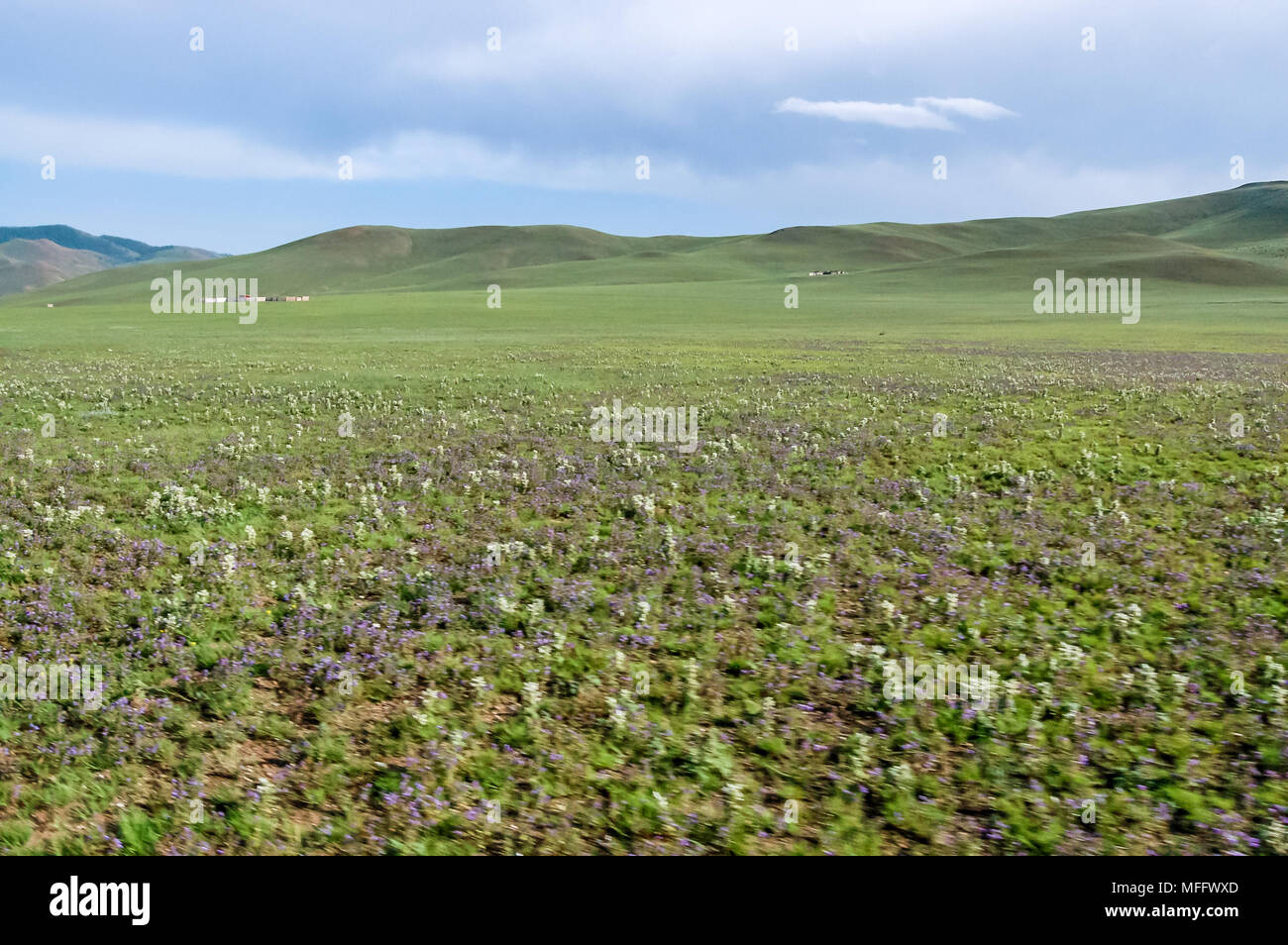 Fiori selvatici che crescono su steppa nel quartiere Shine-Ider, Khovsgol provincia, nel nord della Mongolia Foto Stock