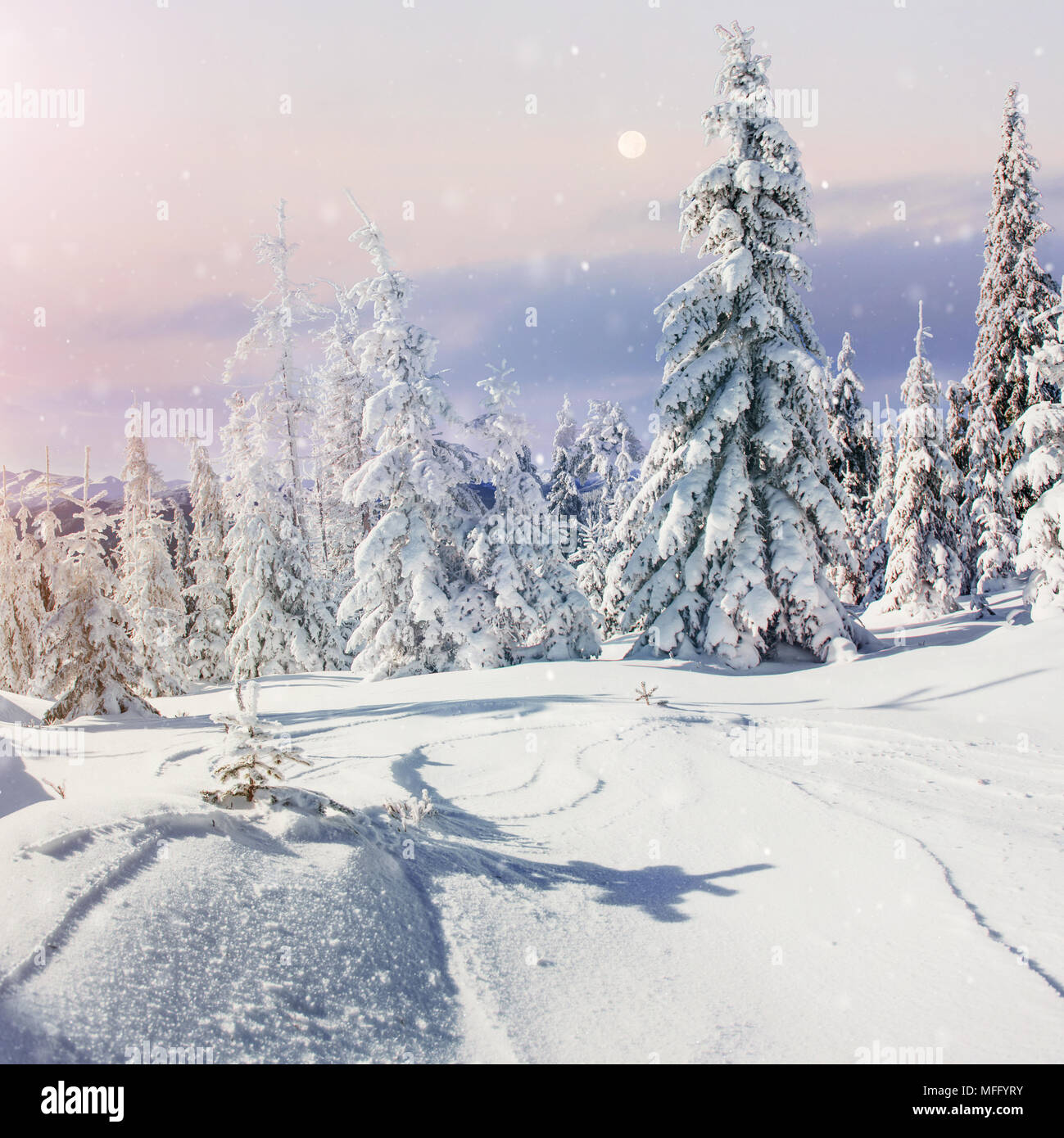 Paesaggio di inverno alberi e recinzioni in brina, sfondo con alcuni punti salienti morbido e fiocchi di neve Foto Stock