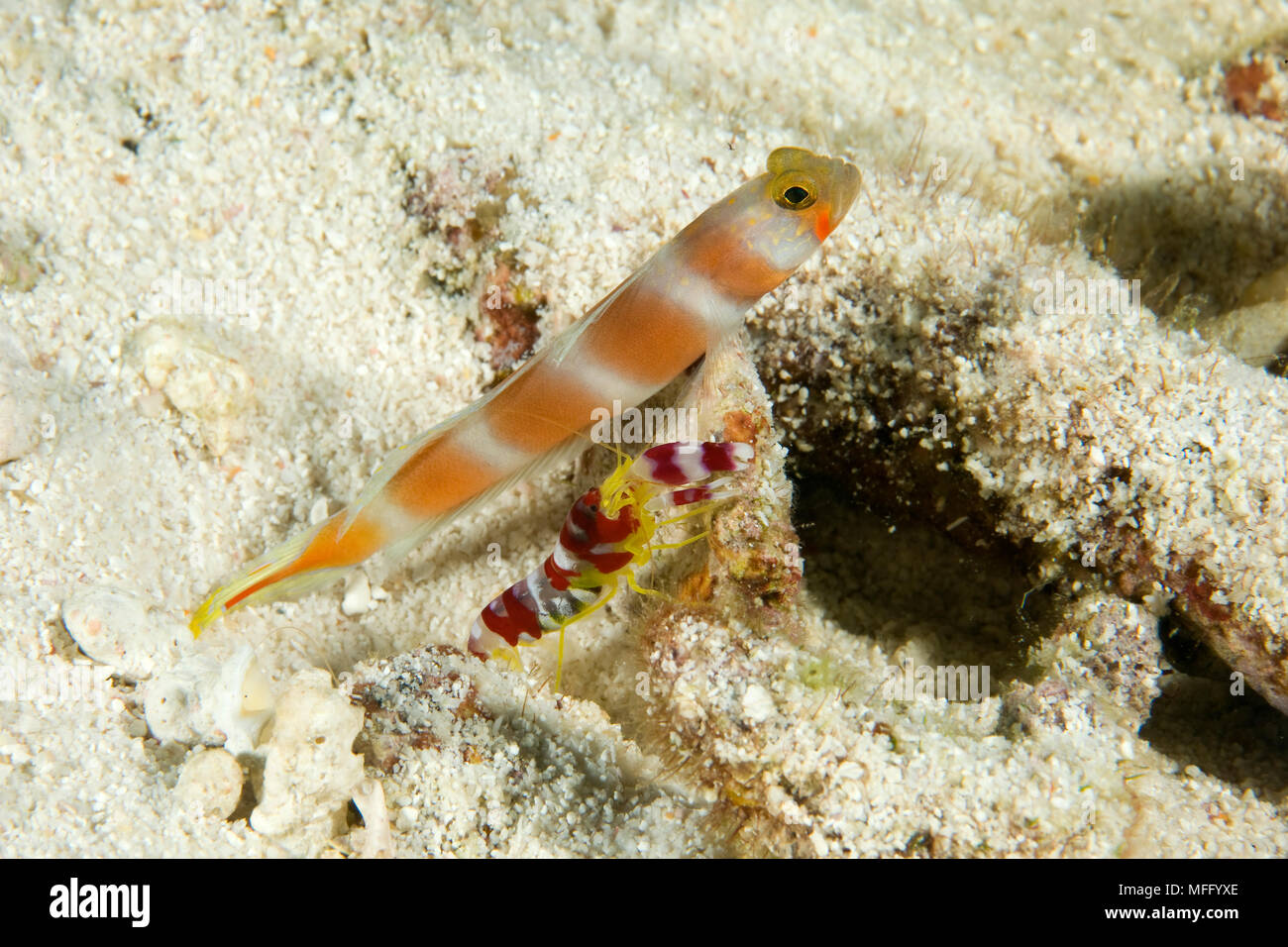 Aurora shrimpgoby, Amblyeleotris aurora con gamberi alpheid, Alpheus randalli, Maldive, Oceano Indiano Foto Stock