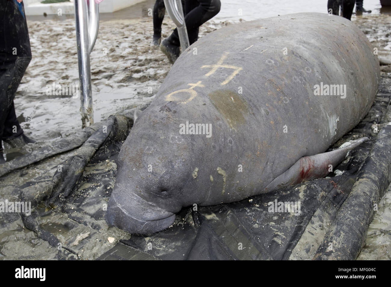 Florida manatee, Trichechus manatus latirostris, una sottospecie del West Indian lamantino, vulnerabili (IUCN), presa dell'acqua dai Manatee Foto Stock