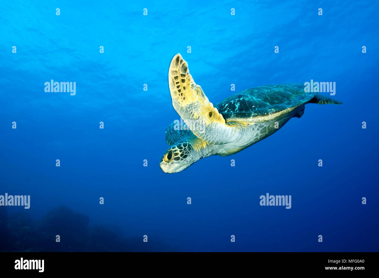 Tartaruga Verde, Chelonia Mydas, in via di estinzione (IUCN), Isole Galapagos, Patrimonio Naturale dell'Unesco, Ecuador, Oriente Oceano Pacifico Foto Stock