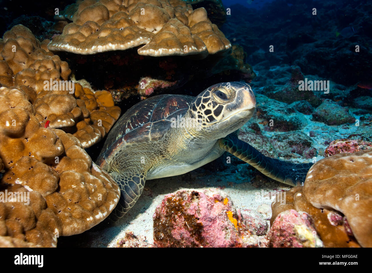 Tartaruga Verde, Chelonia Mydas, in via di estinzione (IUCN), Isole Galapagos, Patrimonio Naturale dell'Unesco, Ecuador, Oriente Oceano Pacifico Foto Stock