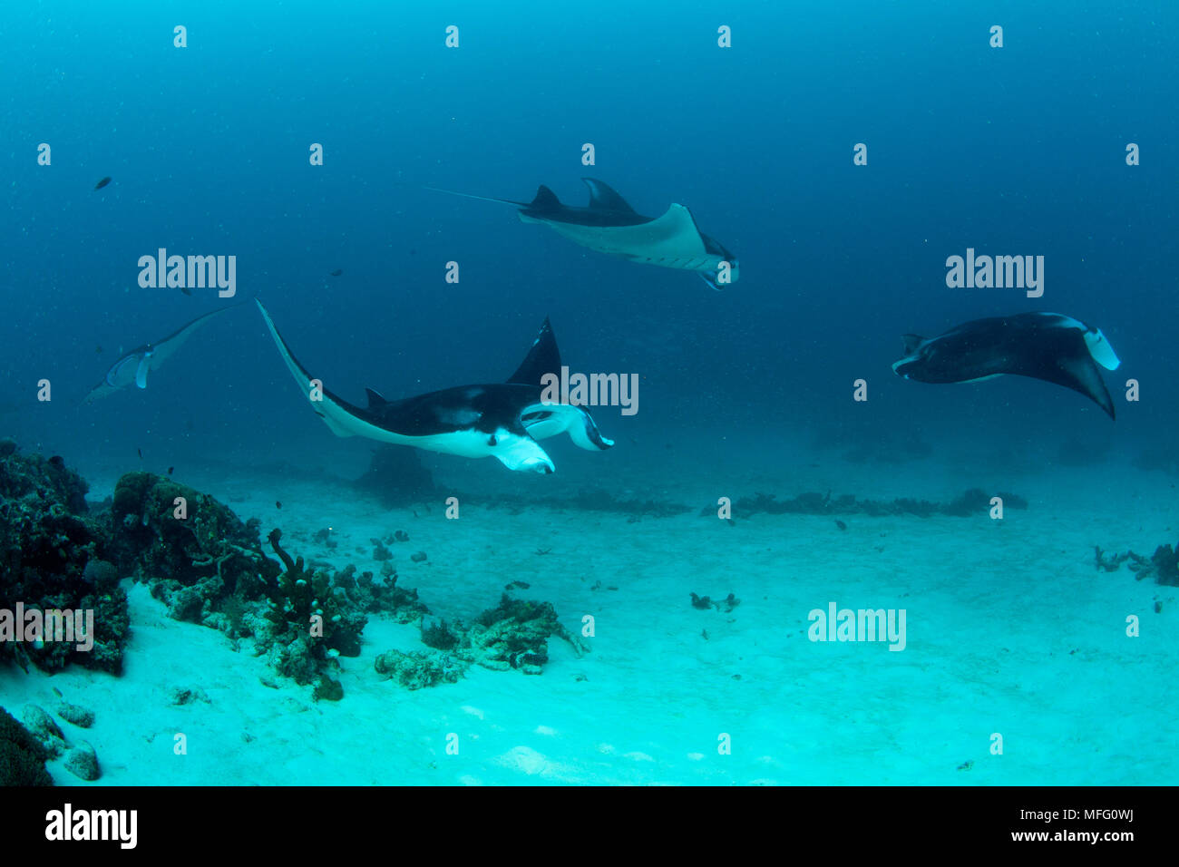 Diversi manta ray, manta birostris a Manta Sandy sito di immersione, Raja Ampat, Irian Jaya, Papua occidentale, in Indonesia, Oceano Pacifico Foto Stock