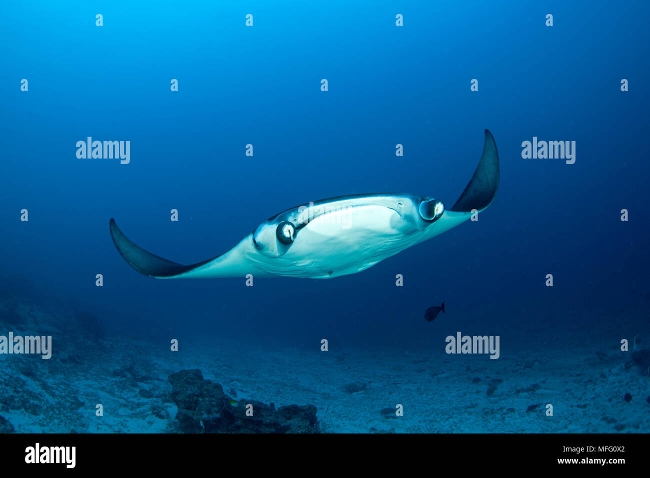 Maldive, Oceano Indiano Foto Stock