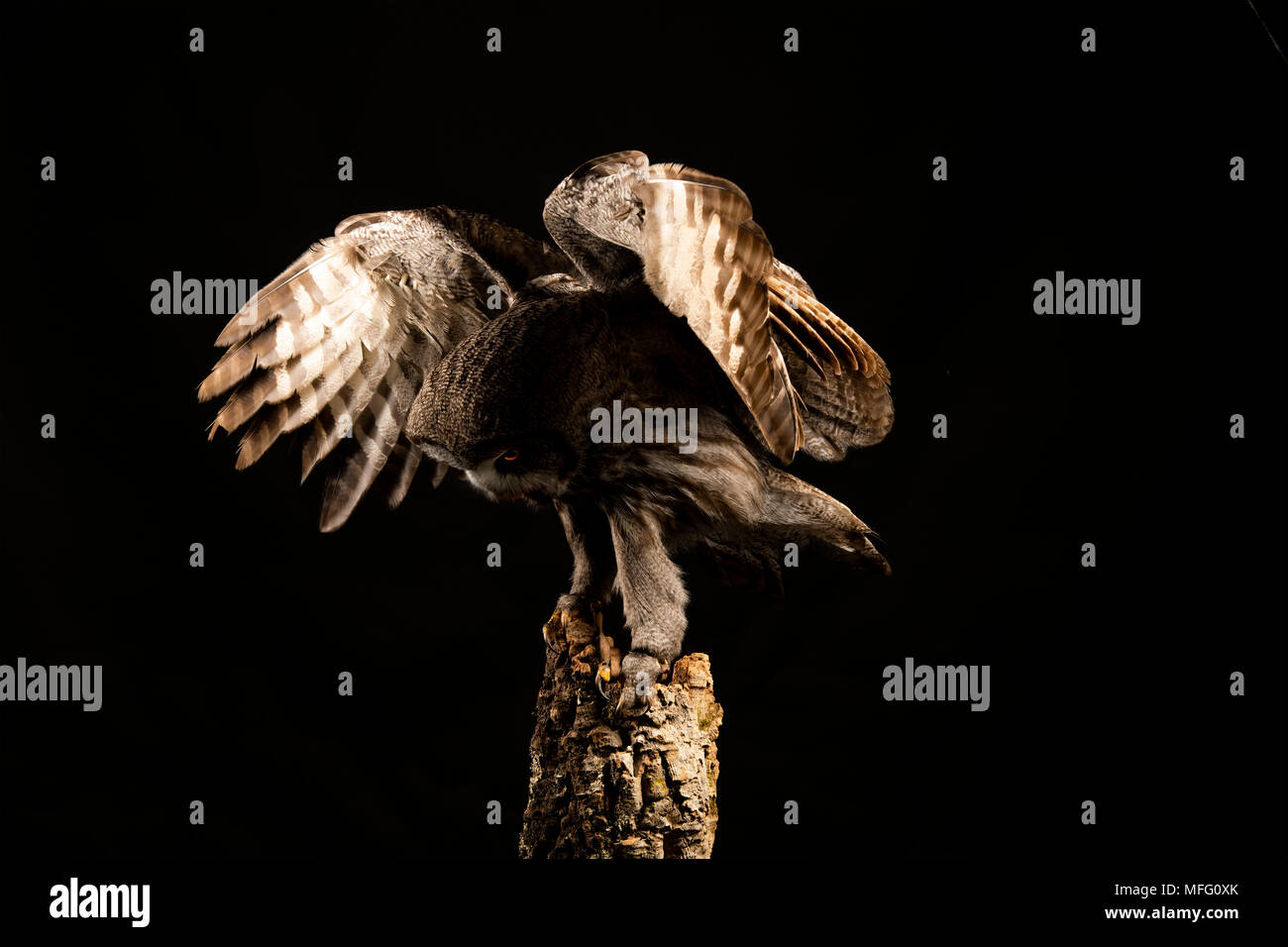Grande gufo grigio con ali stese pronto a volare Foto Stock