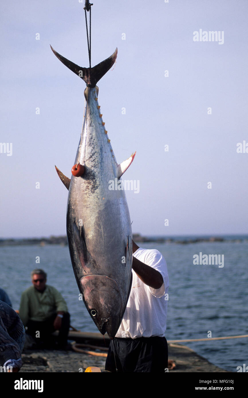 Il Tonno rosso Thunnus thynnus vulnerabili (IUCN), catturati nella pesca del tonno con penne, Carloforte, Isola di San Pietro, Sardegna, Italia, Mar Tirreno, M Foto Stock