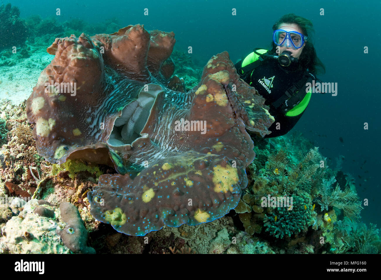 Subacqueo con Vongole Giganti, Tridacna gigas, vulnerabile (IUCN), Raja Ampat, Irian Jaya, Papua occidentale, in Indonesia, Oceano Pacifico Foto Stock