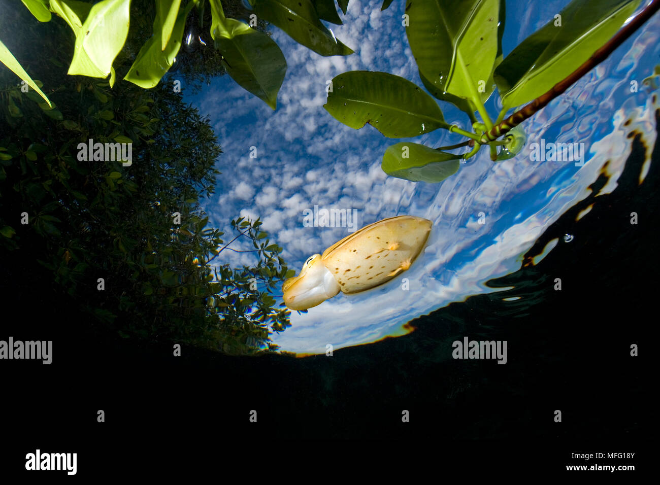 Broadclub Le Seppie Sepia latimanus sulla superficie tra le mangrovie di foglie, sito di immersione: immersione esplorativa, acque blu di mangrovia, Raja Ampat, Irian Ja Foto Stock
