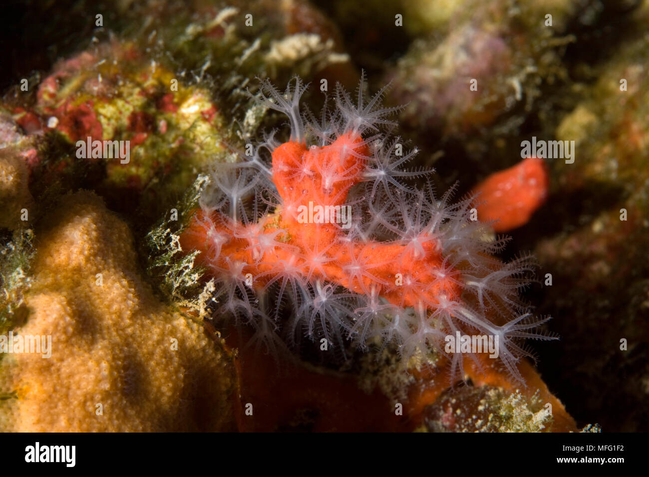 Corallo rosso (Corallium rubrum) con i polipi aperti, vulnerabile (IUCN)Larvotto riserva marina, Monaco, Mare Mediterraneo Missione: Larvotto riserva marina Foto Stock