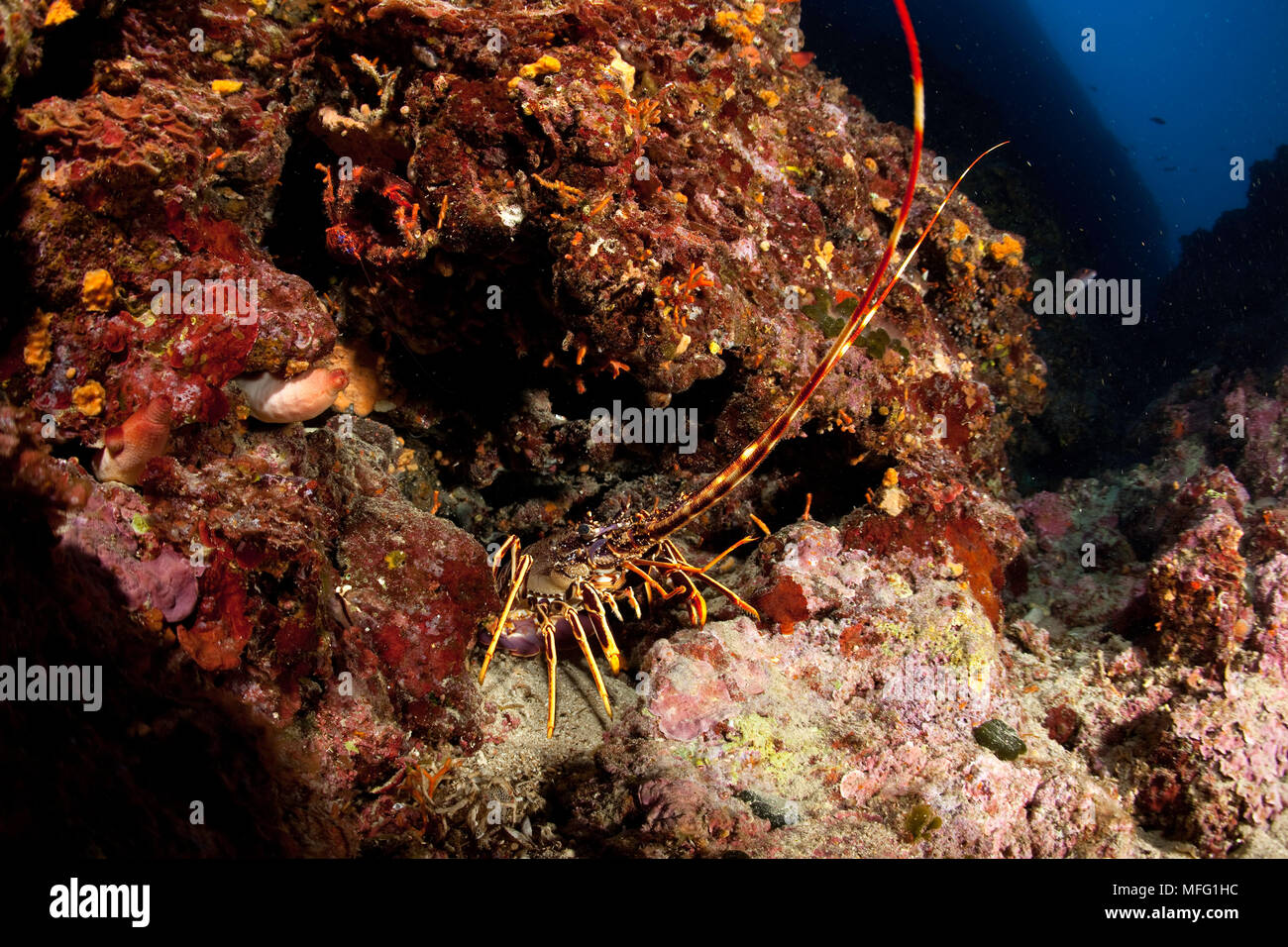 Aragosta, Palinurus elephas, l'immersione in grotta sito, Isola di Vis, Croazia, Mare Adriatico, Mediterranea Foto Stock