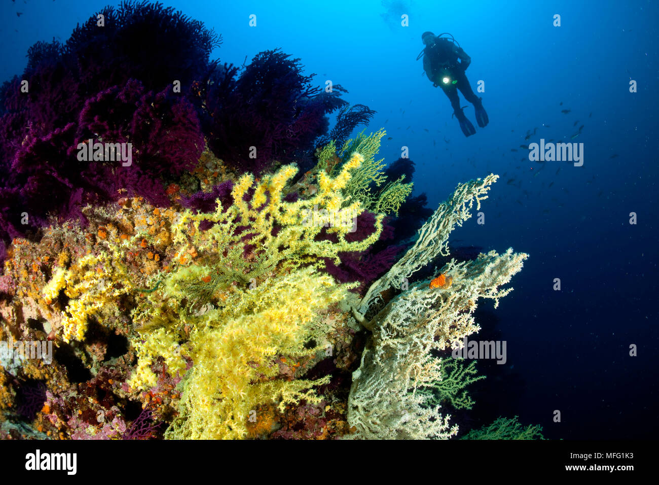 Subacqueo e corallo nero, Gerardia savaglia, parete di Bisevo, Isola di Vis, Croazia, Mare Adriatico, Mediterranea Foto Stock